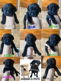 Cuccioli di labrador retriver