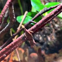 Uroplatus ebenaui