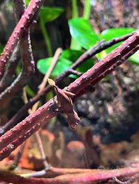 Uroplatus ebenaui