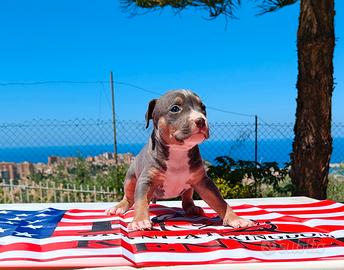 Pitbull