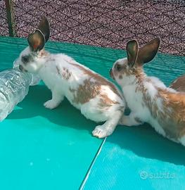 Conigli Coppia non Consanguinea