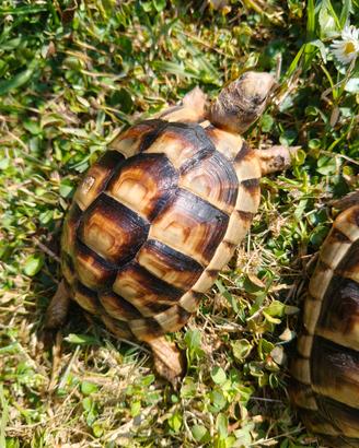 Testudo marginata sarda