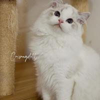 Ragdoll lyxn dolcissimo con riproduzione