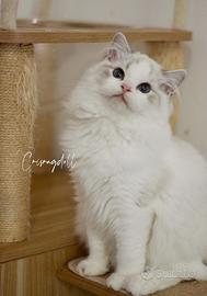 Ragdoll lyxn dolcissimo con riproduzione