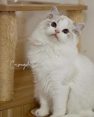 Ragdoll lyxn dolcissimo con riproduzione