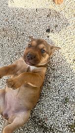 Cucciole incrociate con Pitbull