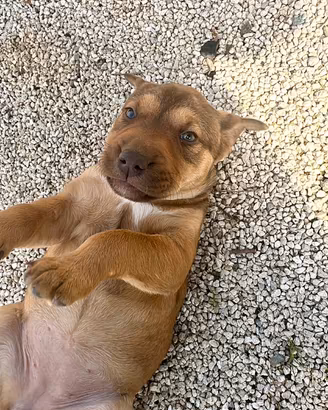 Cucciole incrociate con Pitbull