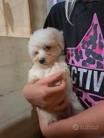 Maltipoo piccole meraviglie