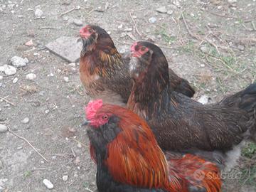 Gallinearaucana con gallo