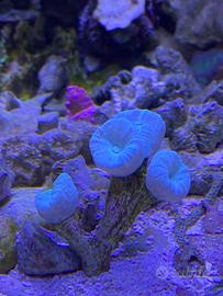 Corallo LPS Caulastrea azzurra