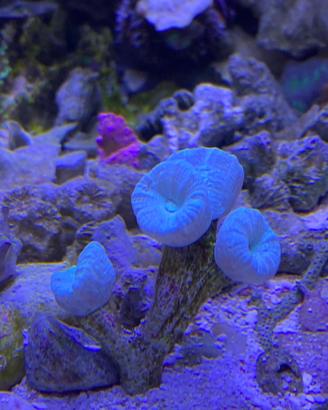 Corallo LPS Caulastrea azzurra