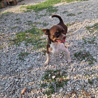 Chihuahua