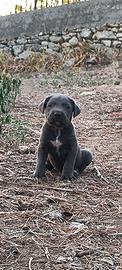 Cuccioli di Cane Corso