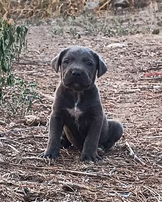 Cuccioli di Cane Corso