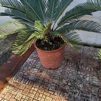 Pianta cycas