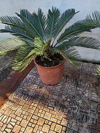 Pianta cycas
