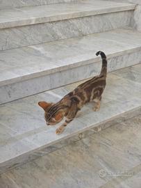 2 gattini