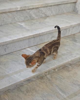 2 gattini