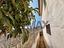 Immagine 19