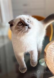 Fold gattina