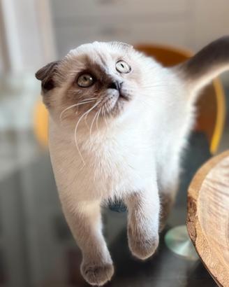 Fold gattina