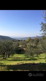 Terreno in collina con 48 ulivi