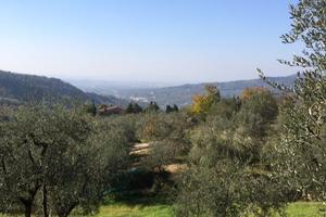 Terreno in collina con 48 ulivi