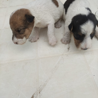 Fox terrier pelo ruvido