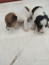 Fox terrier pelo ruvido