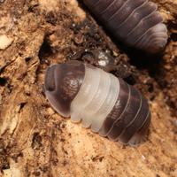 Cubaris "Panda King"