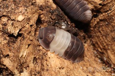 Cubaris "Panda King"