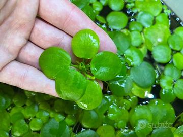 🌿 Limnobium Laevigatum in pronta consegna 🌿