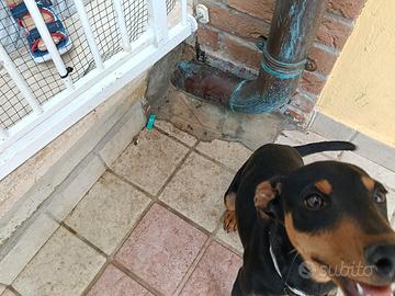 Pincher 4 mesi