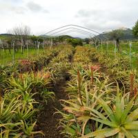 aloe arborescens