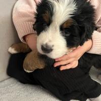 Bovaro del Bernese