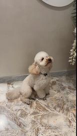 Barboncino per accoppiamento