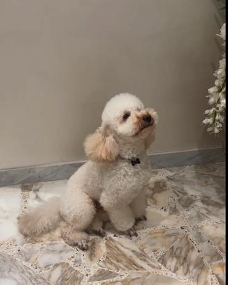 Barboncino per accoppiamento