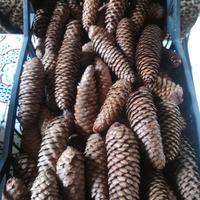 Pigne naturali decorazioni Natalizie e  lavoretti