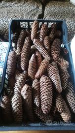 Pigne naturali decorazioni Natalizie e  lavoretti