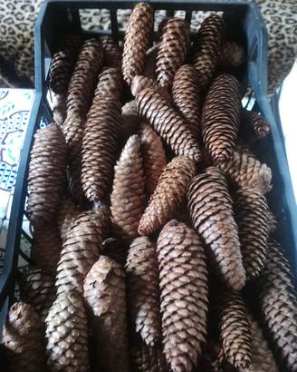 Pigne naturali decorazioni Natalizie e  lavoretti