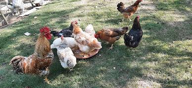 Galline ovaiole