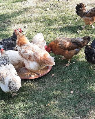 Galline ovaiole