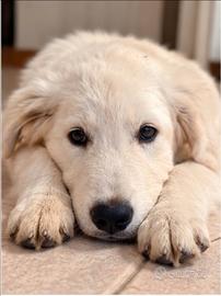 Pastore Maremmano Abruzzese Pedigree