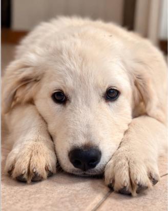 Pastore Maremmano Abruzzese Pedigree