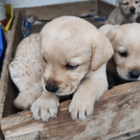 Cuccioli labrador