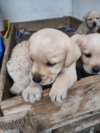 Cuccioli labrador