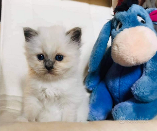 Gattini siberiani ipoallergenici