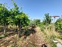 ter-agricolo-a-san-cesareo
