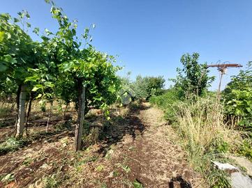 TER. AGRICOLO A SAN CESAREO