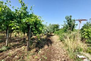 TER. AGRICOLO A SAN CESAREO